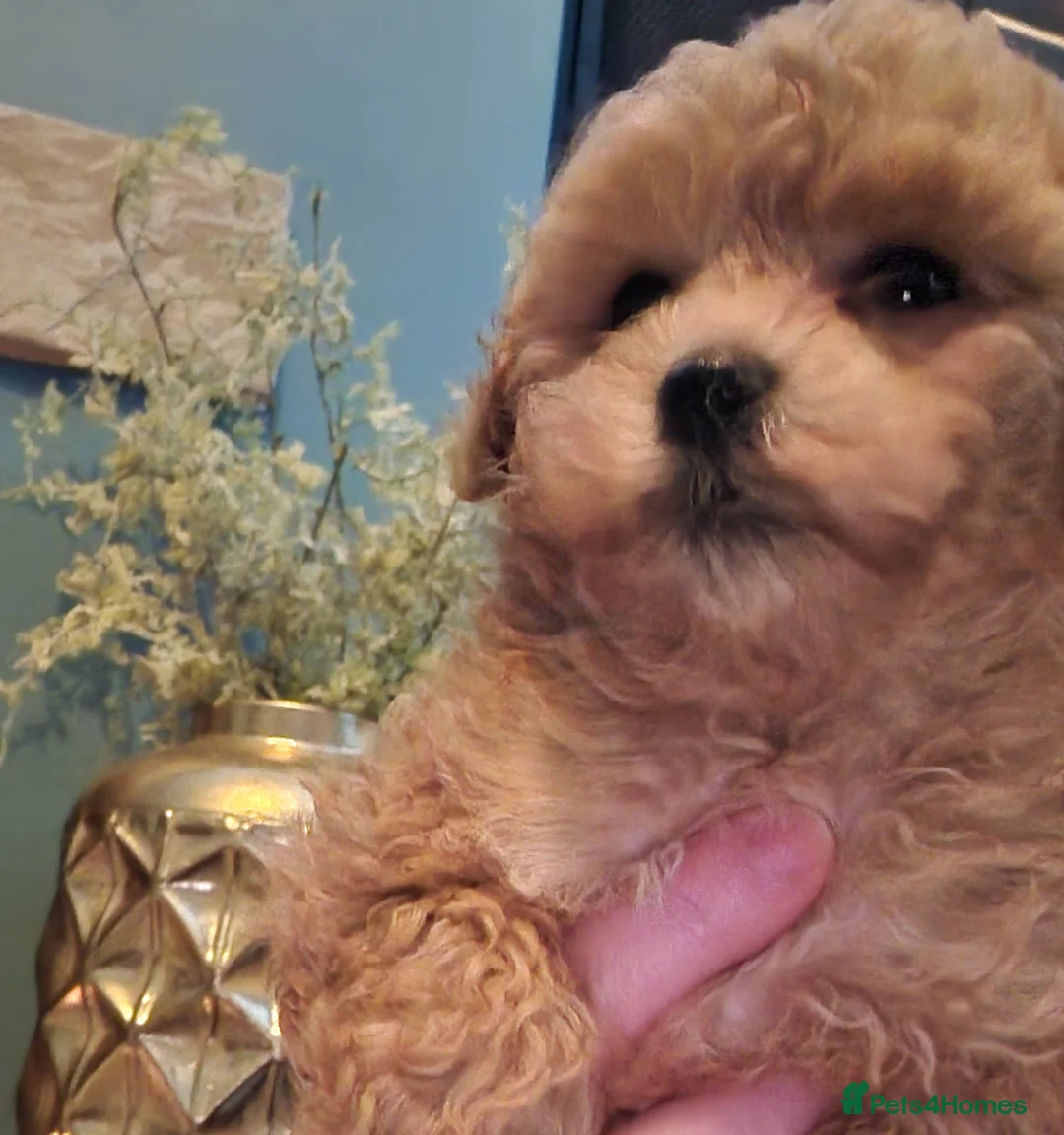 Maltipoo dogs for sale: Female Maltipoo - Advert 3
