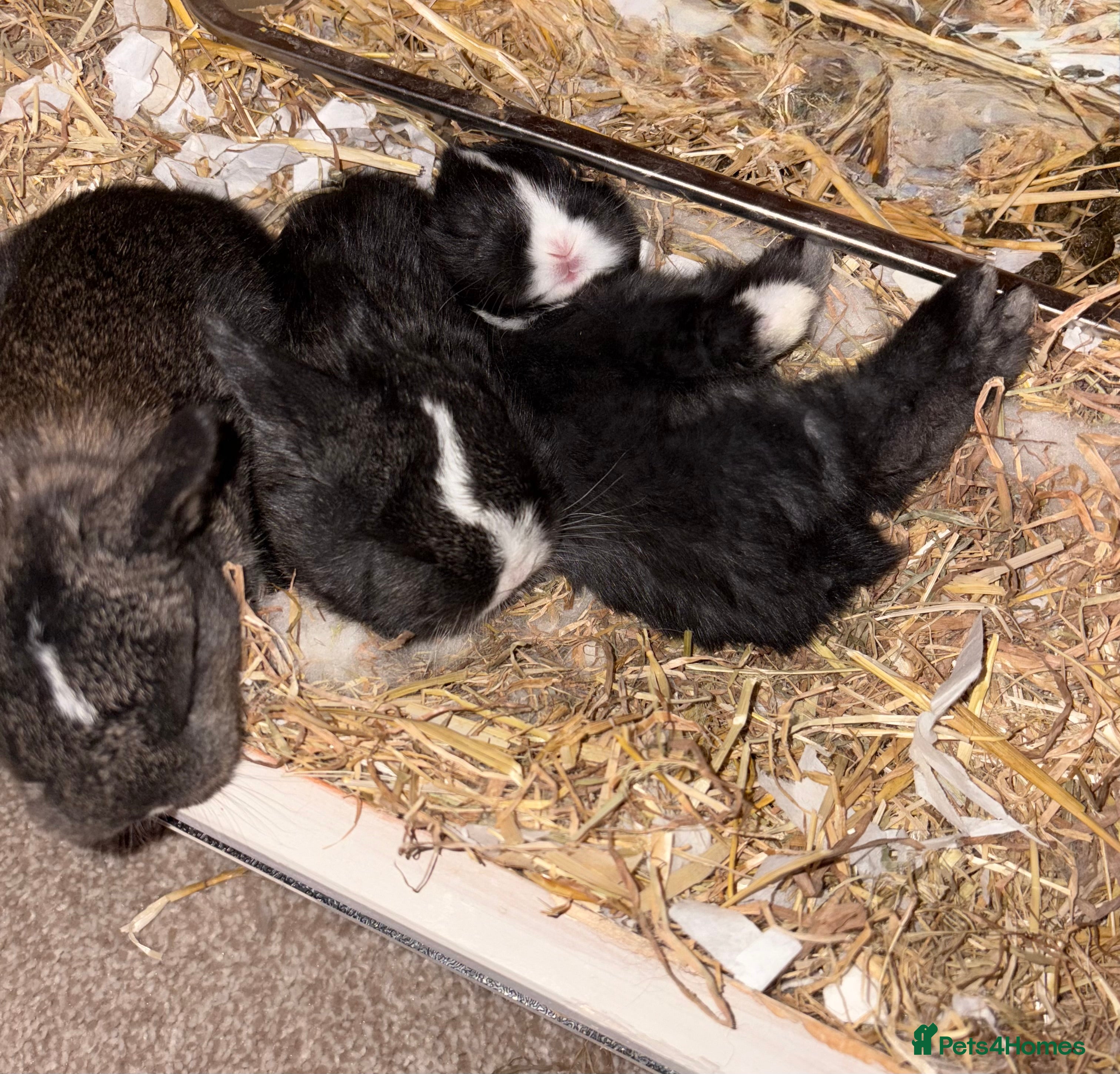 Mixed Breed rabbits 4X Netherland dwarf mix french lop babies  - Advert 4