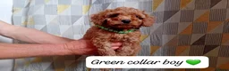 Cavapoo dogs for sale: Cute and cuddly F1B Cavapoos - Advert 11