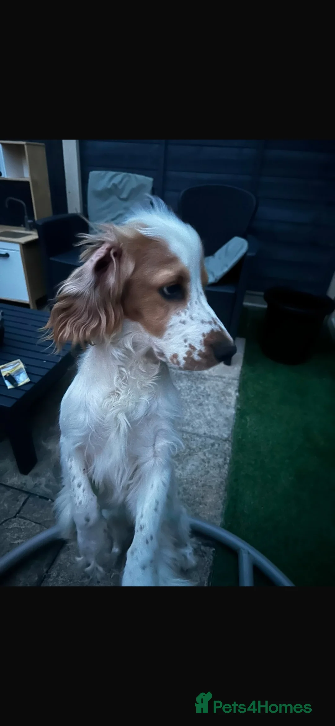 Cocker Spaniel dogs for sale: Rehome in Norwich - Advert 7