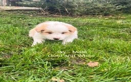 Border Collie dogs for sale: Pure Bred Border Collie Puppies For Sale - Image 4