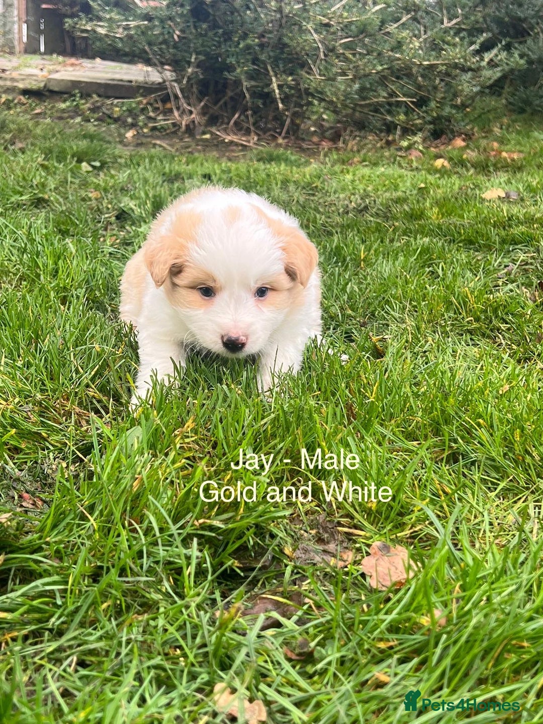 Border Collie dogs for sale: Pure Bred Border Collie Puppies For Sale - Image 4