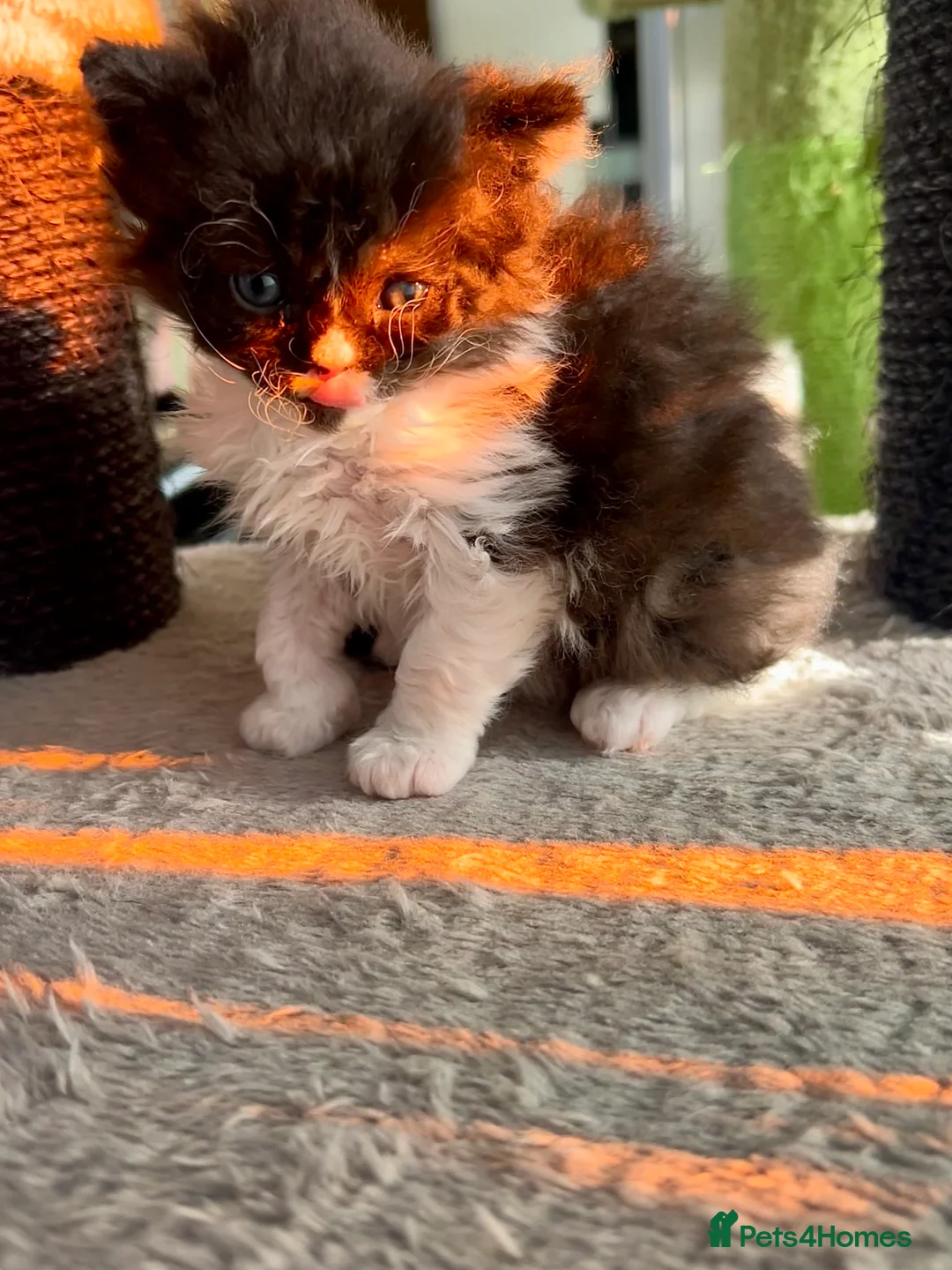 Selkirk Rex cats for sale: Stunning Selkirk rex kittens - Advert 21