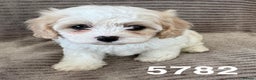 Cavachon dogs for sale: CAVACHON F1 PUPS DNA CLEAR - Advert 14