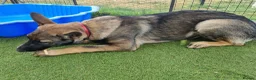 German Shepherd dogs for sale: 2 male puppies left - Advert 6