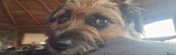 Border Terrier dogs for stud: Male border terrier  in Ruthin - Advert 10