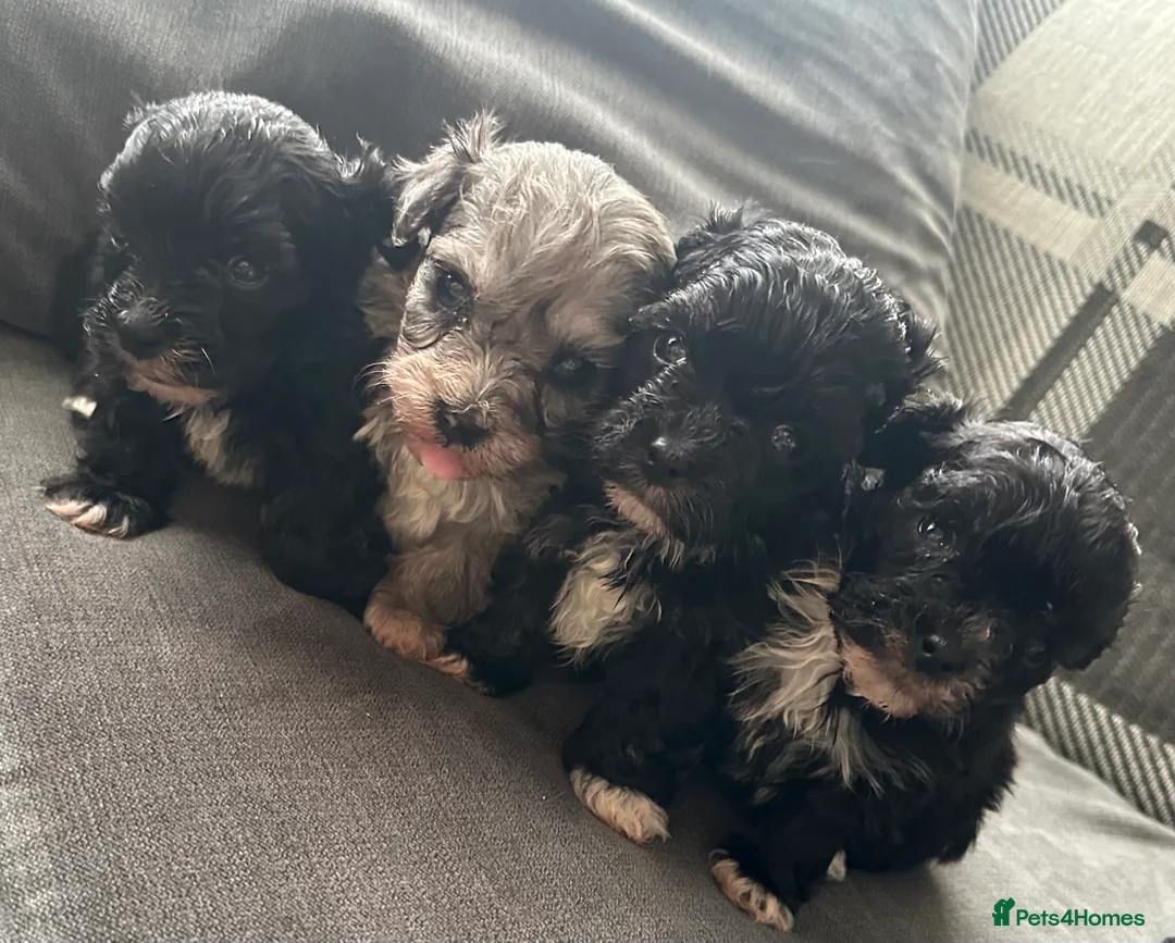 Maltipoo dogs for sale: F1 Toy Maltipoos - Advert 4