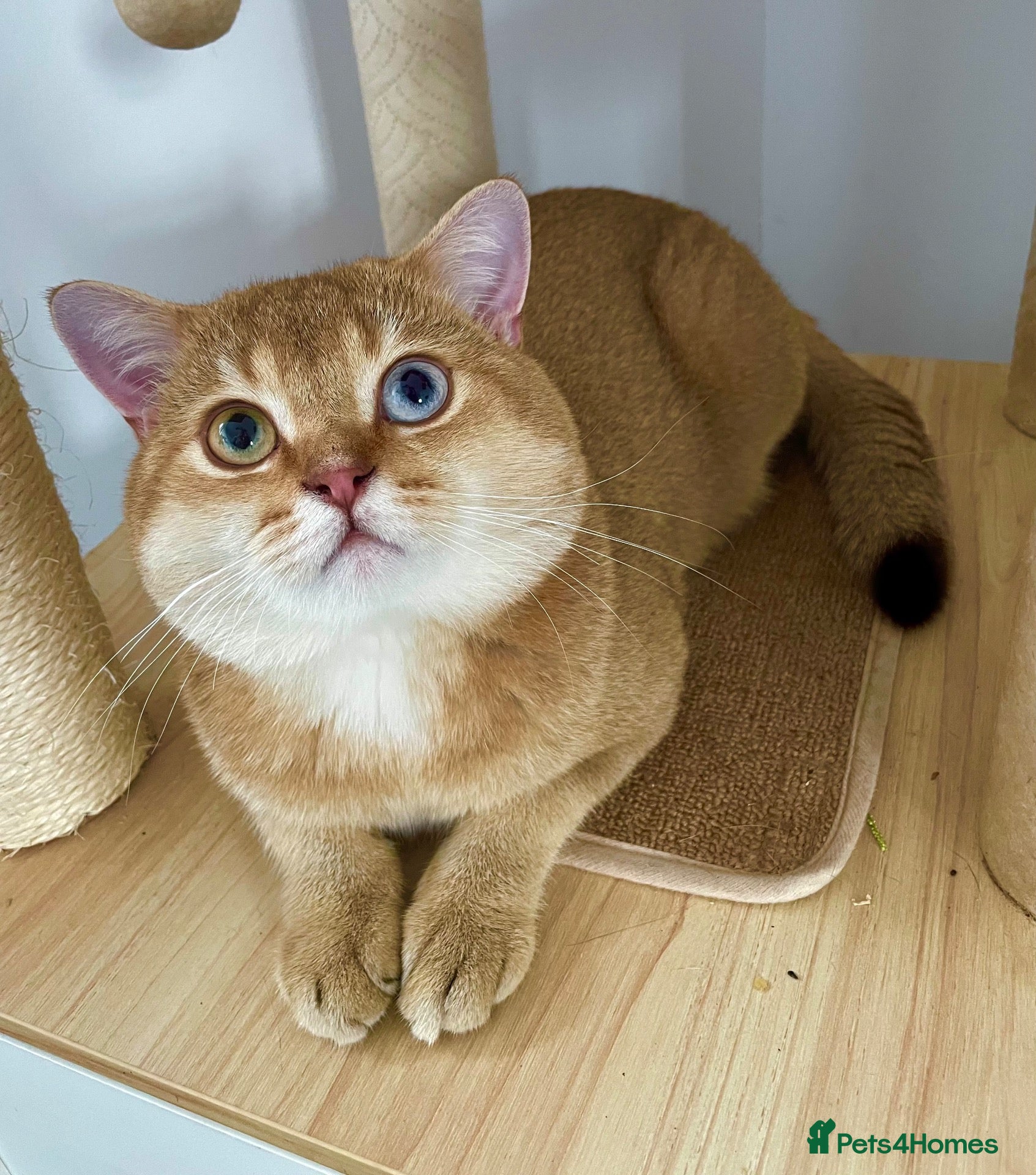 British Shorthair cats ACTIVE reg imported chocolate golden DBE for stud - Advert 10