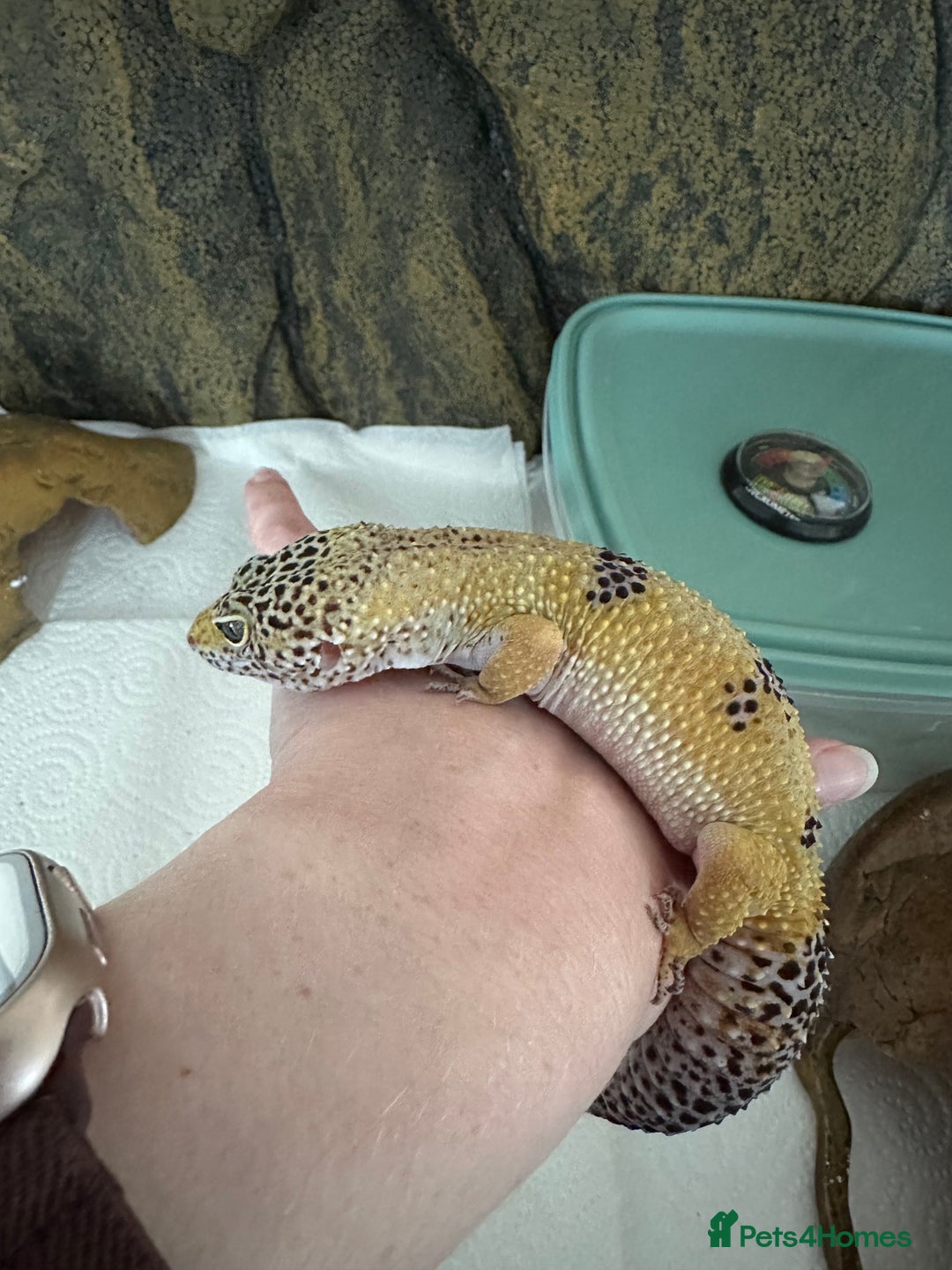 Gecko reptiles for sale: Female leopard gecko sale - Advert 3