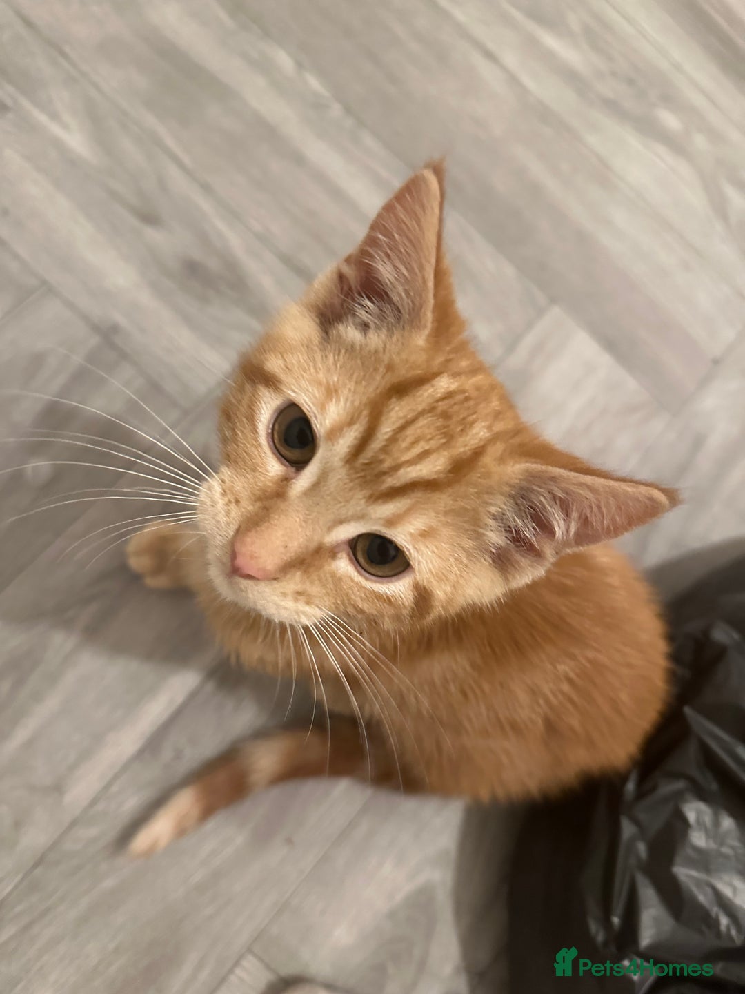 British Shorthair cats for sale: Last 2 boys left !!! - Advert 3