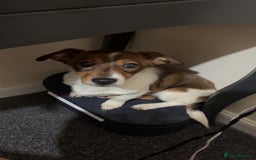 Jack Russell dogs for sale: Andalusian Terrier - Image 3