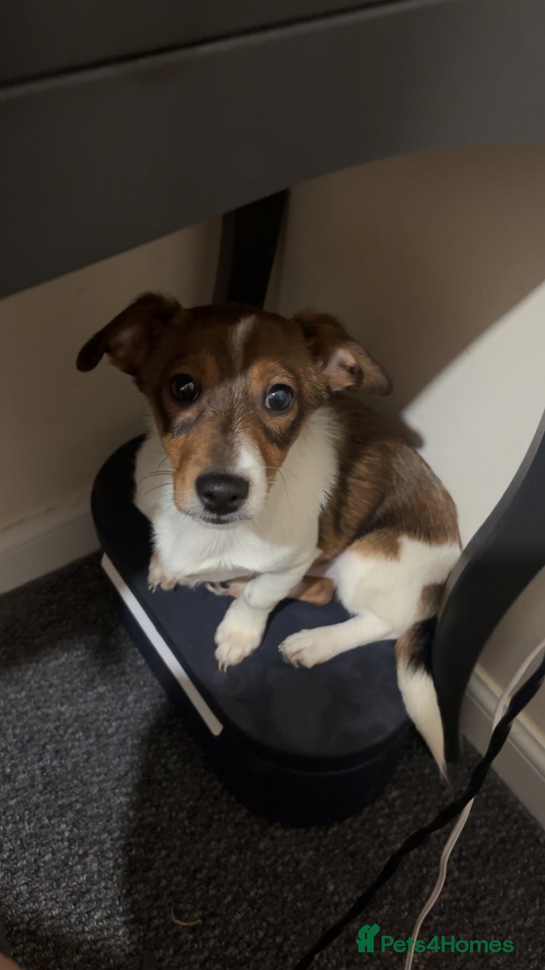 Jack Russell dogs for sale: Andalusian Terrier - Image 3