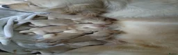 Golden Retriever dogs for sale: Beautiful Home Raised Golden Retriever Puppies - Advert 2