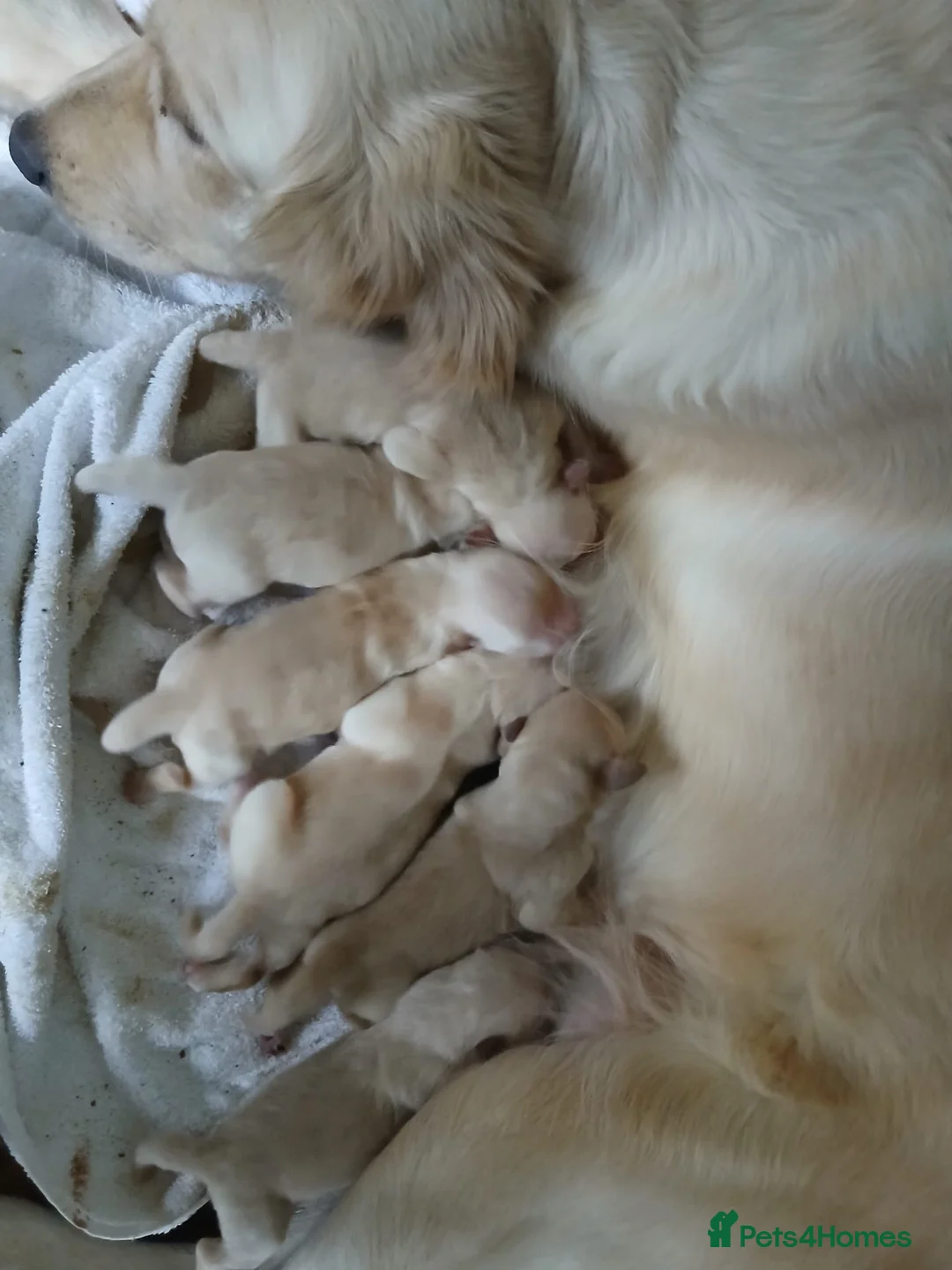Golden Retriever dogs for sale: Beautiful Home Raised Golden Retriever Puppies - Advert 2