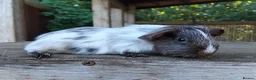 Guinea Pig rodents for sale: *SOLD* - Advert 8