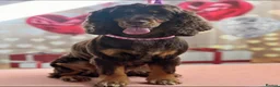 Cocker Spaniel dogs for sale: *DNA clear* Show type cocker spaniel puppies - Advert 3