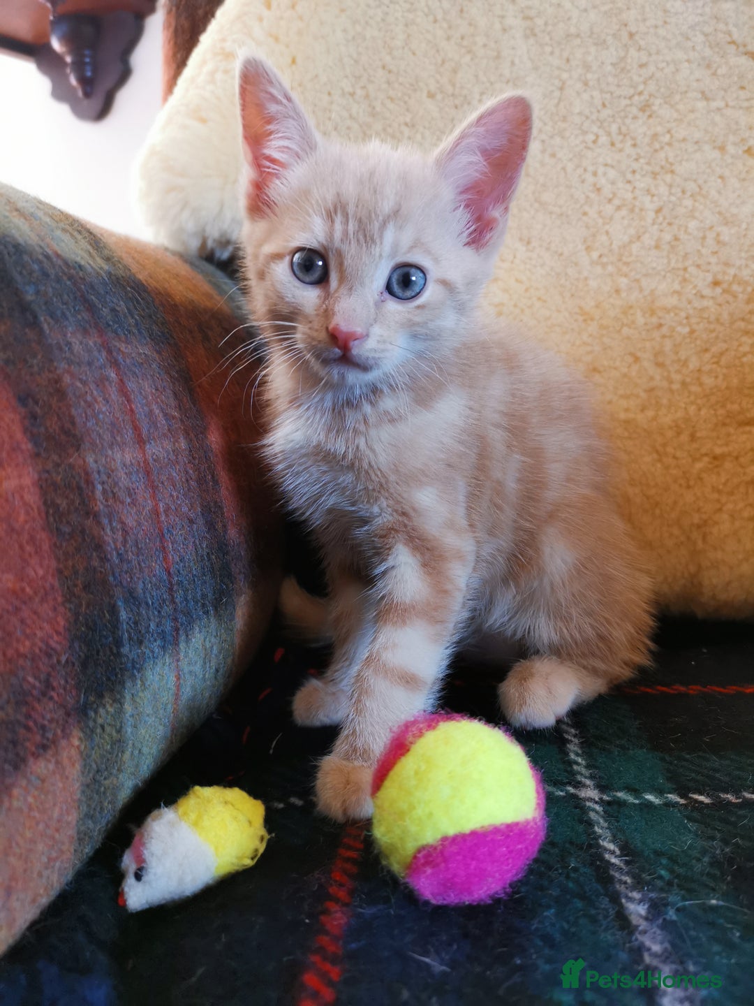 Mixed Breed cats for sale: Ginger heaven - Image 4