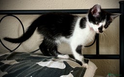 Mixed Breed cats for sale: Mixed siamese black and white male kitten - Image 4
