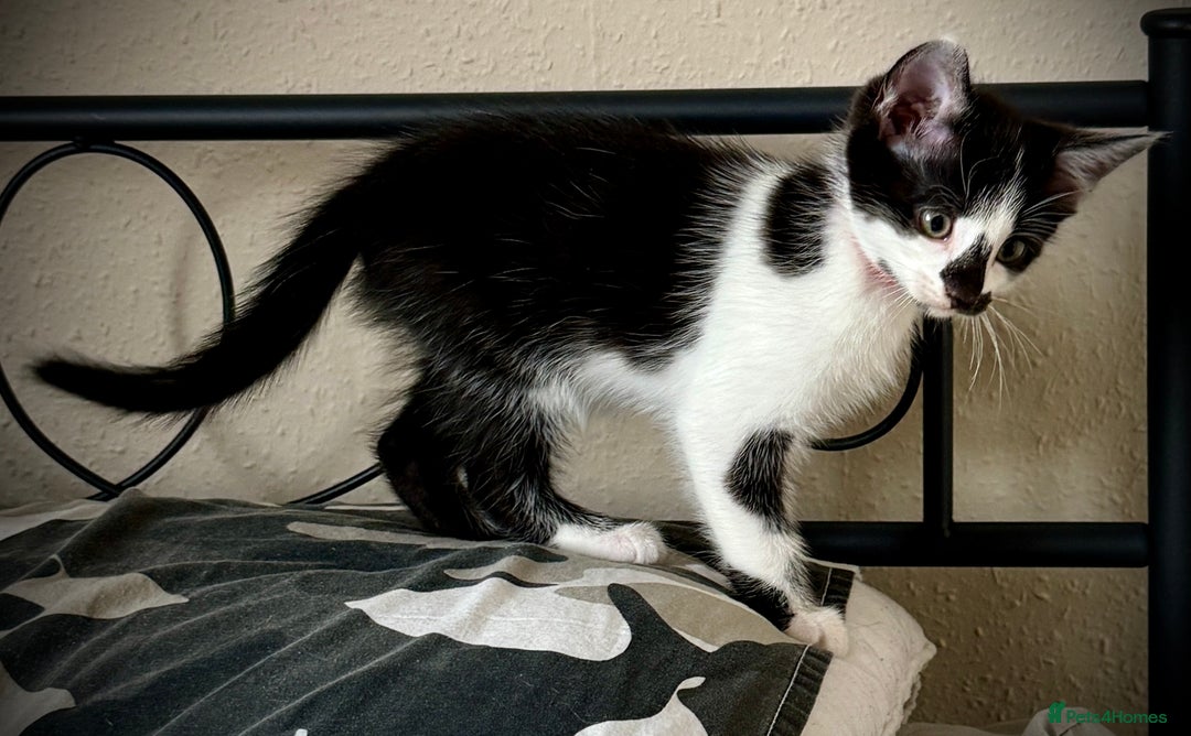 Mixed Breed cats for sale: Mixed siamese black and white male kitten - Image 4