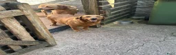 Labrador Retriever dogs for sale: Female Labrador Retriever for Sale 6 years old  - Advert 3