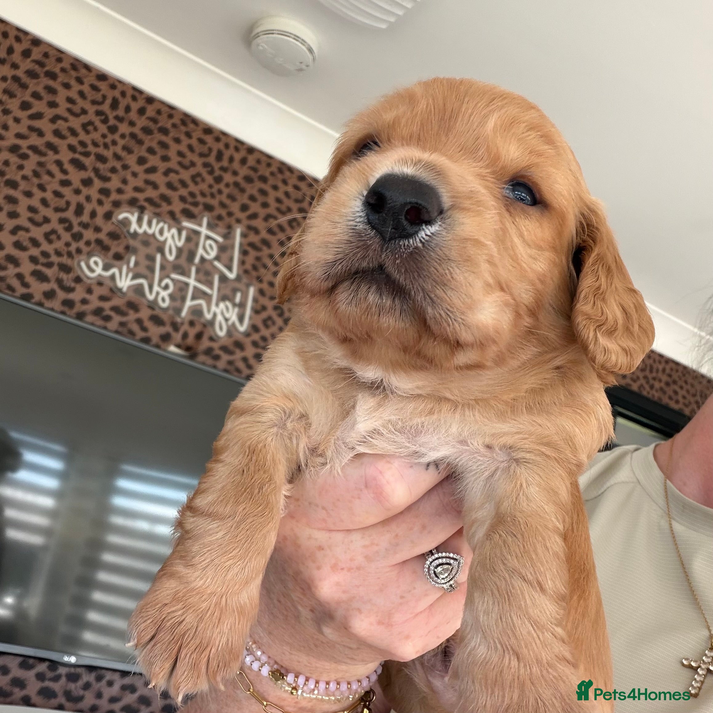 Cocker Spaniel dogs Beautiful quality wcs puppy’s  - Advert 10