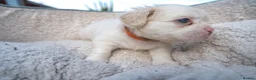 French Bulldog dogs for sale: RARE FLUFFY FRENCH BULLDOGS | 5KC REG | DNA CERT - Advert 16