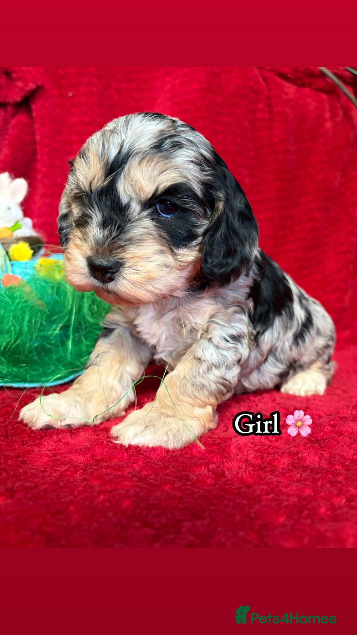 Cockapoo dogs 🌸 Stunning Multicoloured Cockapoos💙 - Advert 1