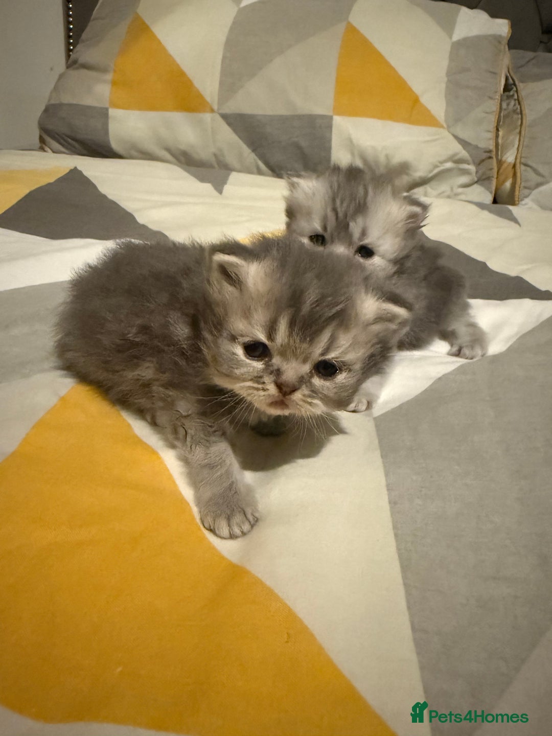 Persian cats for sale: Blue persian kitten  - Advert 21