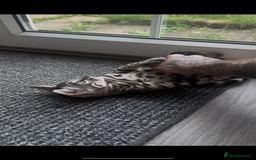 Bengal cats for sale: Breed quality silver bengal kittens 🐆💎🤍🩶🖤 - Image 28