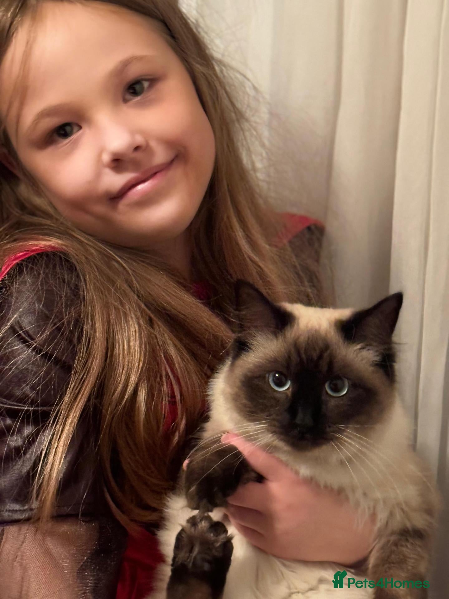 Mixed Breed cats Stunning Ragdoll Cross Kittens 4 Girls & 2 Boys  - Advert 15