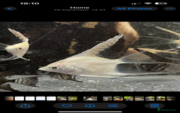 Angelfish fish for sale: Platinum white longfin angelfish - Image 1