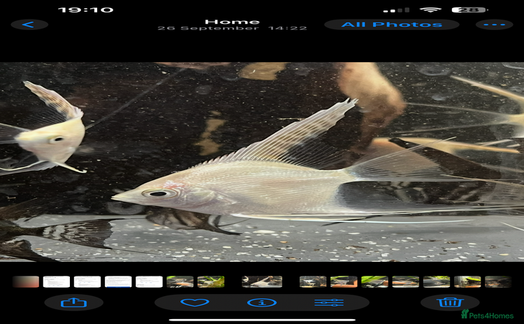 Angelfish fish - Advert 2