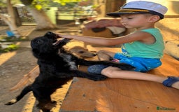 Mixed Breed dogs for adoption: LION - a Lovely young Boy, for a Loving Home - Image 10
