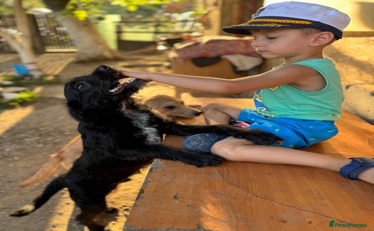 Mixed Breed dogs LION - a Lovely young Boy, for a Loving Home - Advert 1