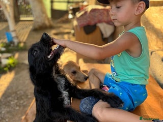 Mixed Breed dogs LION - a Lovely young Boy, for a Loving Home - Advert 1