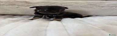 Black collar
