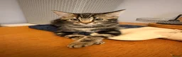 Domestic Shorthair cats for sale: Kittens for sale - Advert 8