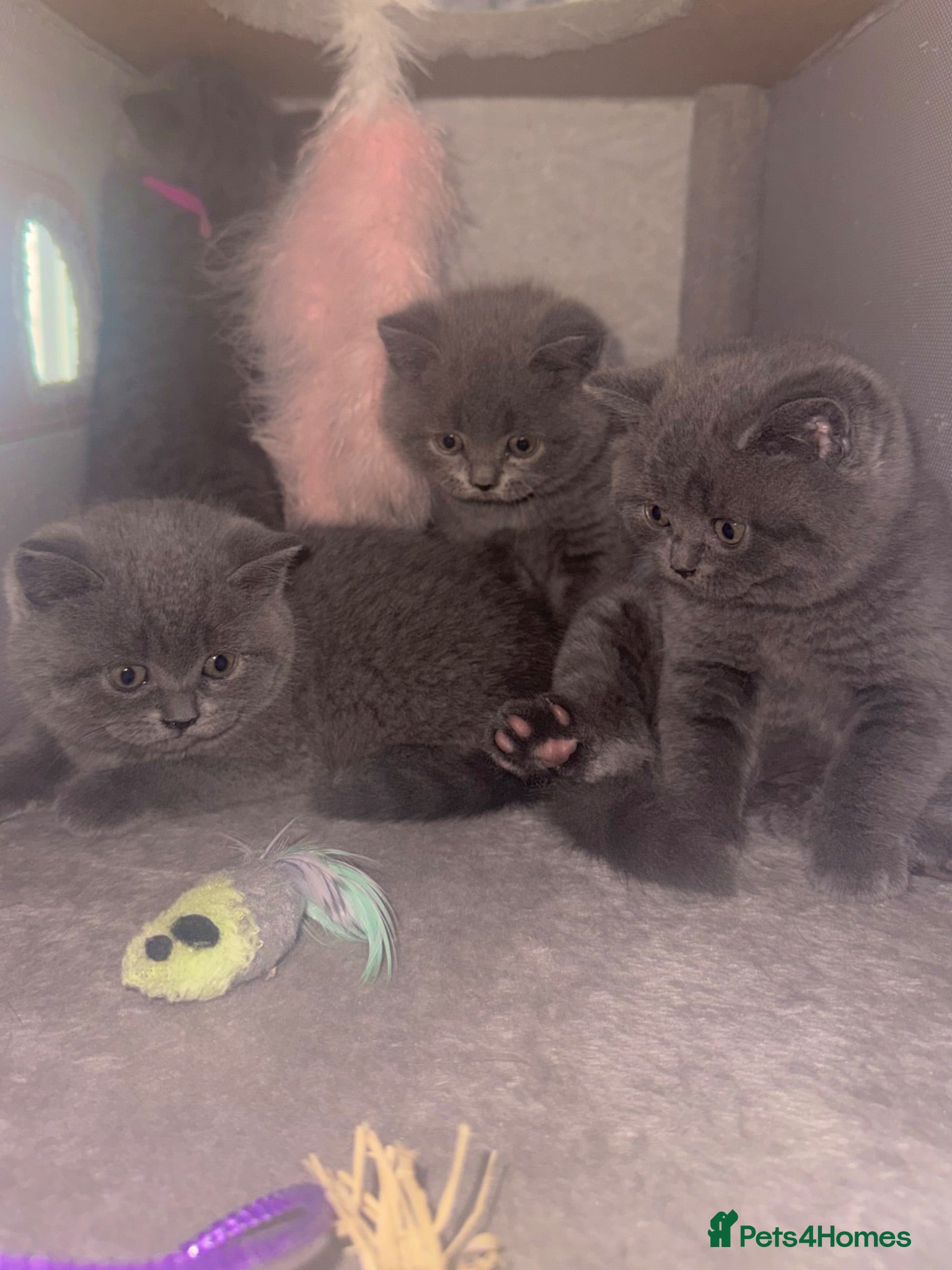 British Shorthair cats Pedigree GCCF Registered Chunky British Shorthair  - Advert 11