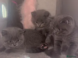 British Shorthair cats Pedigree GCCF Registered Chunky British Shorthair - Advert 1