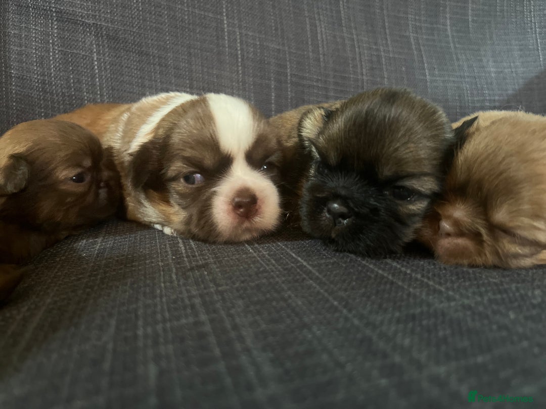 Shih Tzu dogs for sale: Beautiful litter or imperial Shih Tzu puppies  - Advert 14