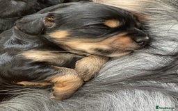 Cockapoo dogs for sale: Taking Genuine Enquired Phantom Female Cockapoo - Image 18