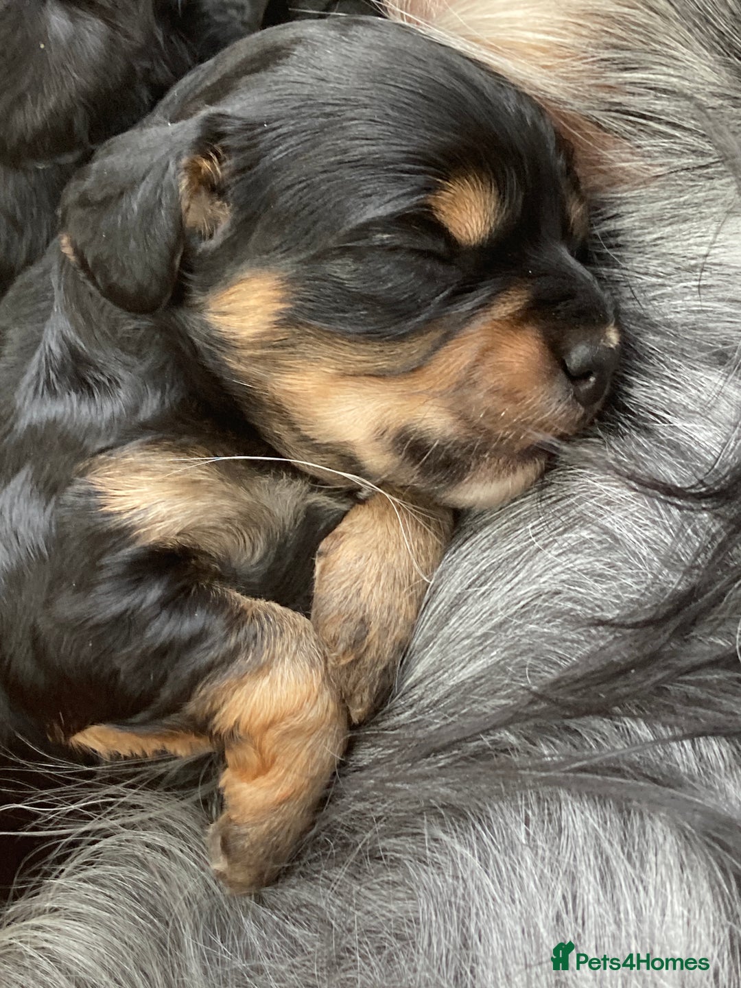 Cockapoo dogs for sale: Taking Genuine Enquired Phantom Female Cockapoo - Image 18