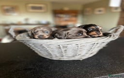 Miniature Dachshund dogs for sale: Beautiful miniature dachshund puppies for sale.  - Image 3