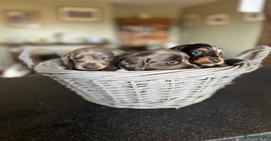 Miniature Dachshund dogs - Advert 11