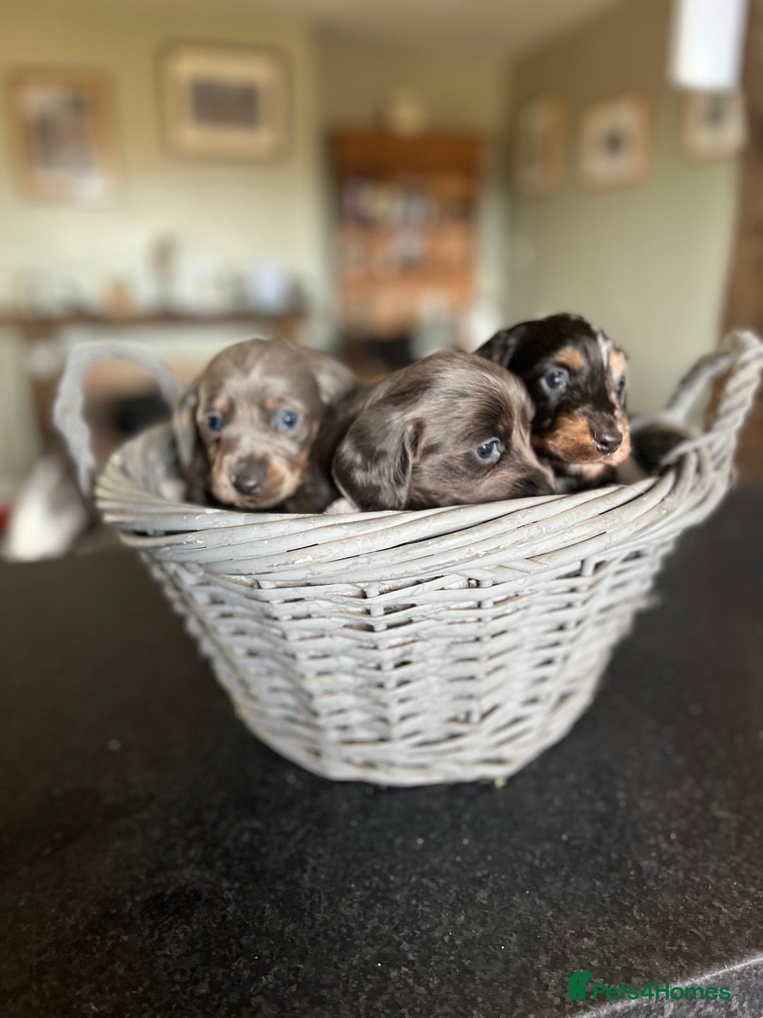 Miniature Dachshund dogs for sale: Beautiful miniature dachshund puppies for sale.  - Image 3