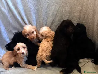 Cockapoo dogs Cockapoo Puppies - Advert 3