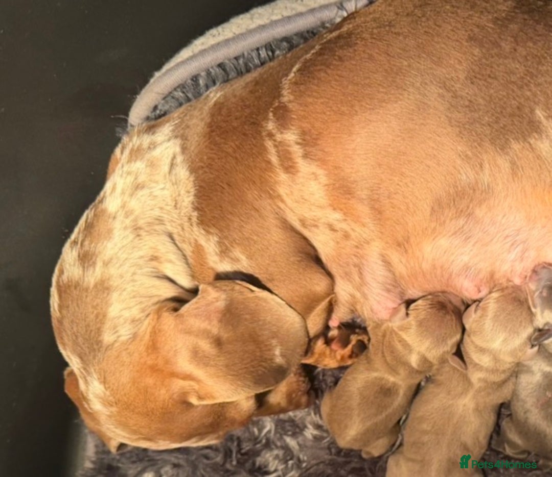 Mixed Breed dogs for sale: Isabella puppies  - Advert 2