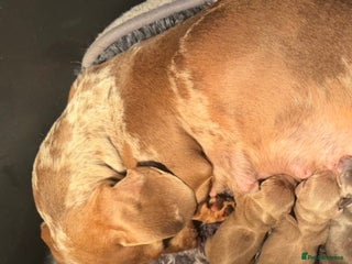 Mixed Breed dogs Isabella puppies - Advert 4