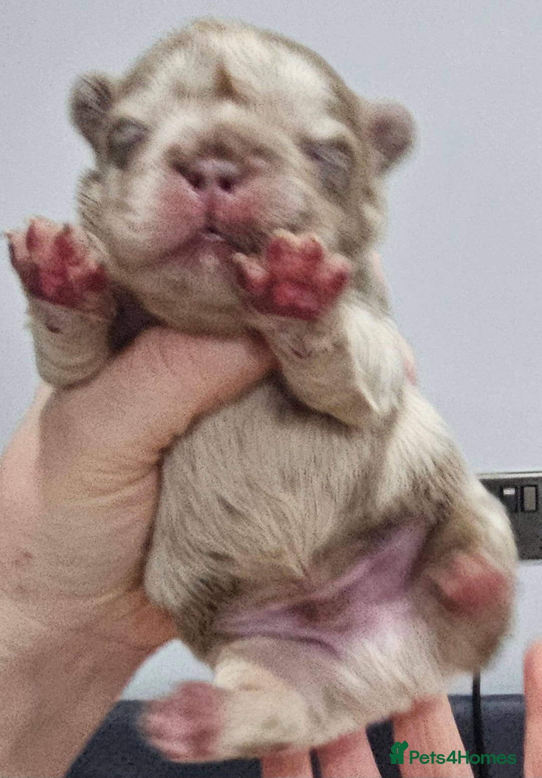 French Bulldog dogs for sale: French Bulldog Visual fluffies - Advert 29