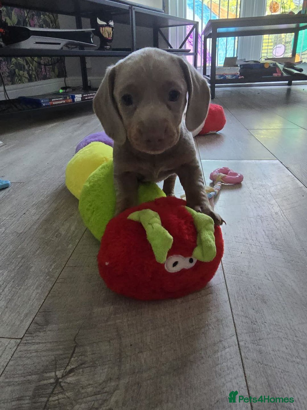Miniature Dachshund dogs for sale: Gorgeous Miniature Dachshund Puppies - Image 4